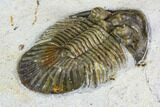 Spiny Scabriscutellum Trilobite - Foum Zguid, Morocco #108753-4